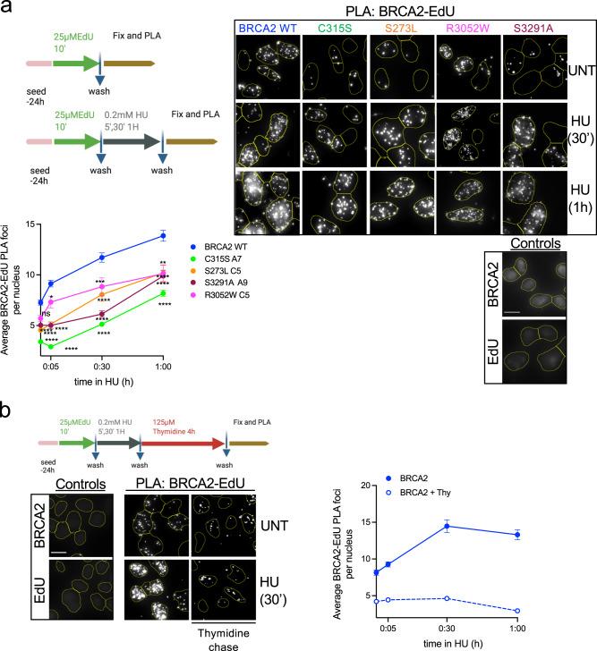 https://cdn.ncbi.nlm.nih.gov/pmc/blobs/de3a/9883520/c634ae26c939/41467_2023_36149_Fig2_HTML.jpg