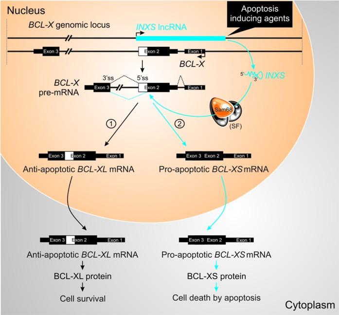 https://cdn.ncbi.nlm.nih.gov/pmc/blobs/de3f/4117780/e3d2c880c0bb/gku561fig9.jpg