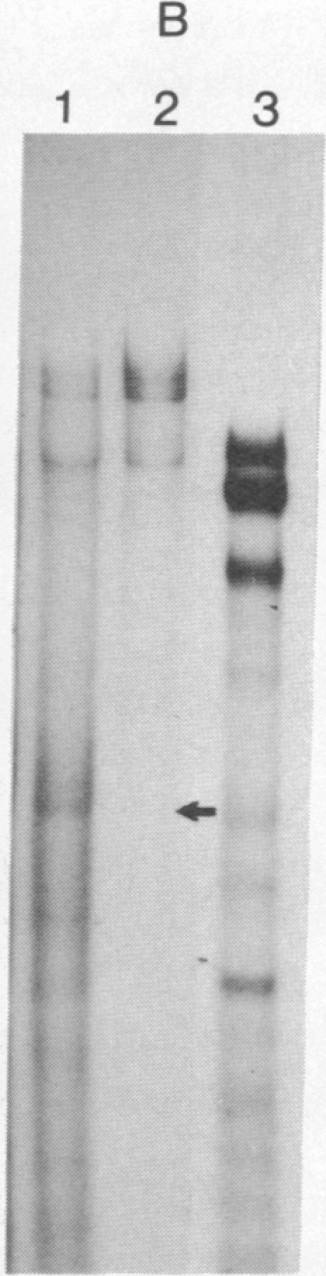 https://cdn.ncbi.nlm.nih.gov/pmc/blobs/de40/413057/c0feb52c97f7/pnas00010-0219-b.jpg