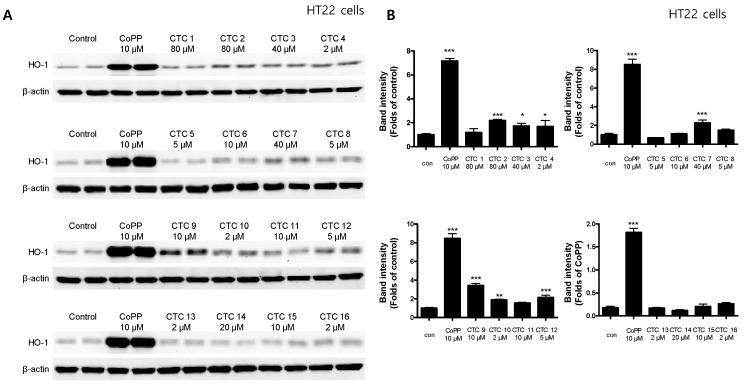 https://cdn.ncbi.nlm.nih.gov/pmc/blobs/de41/7402286/274b382858e1/ijms-21-04839-g002.jpg