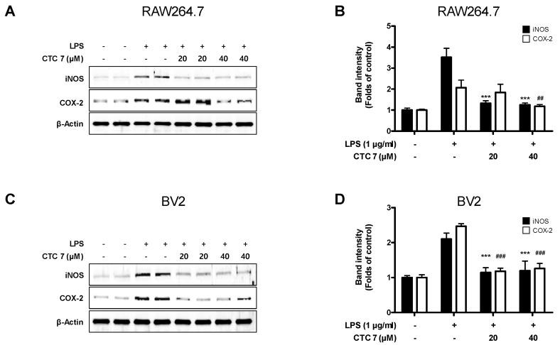 https://cdn.ncbi.nlm.nih.gov/pmc/blobs/de41/7402286/8bae9b7b5090/ijms-21-04839-g008.jpg