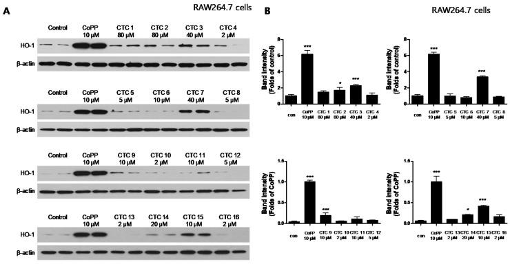 https://cdn.ncbi.nlm.nih.gov/pmc/blobs/de41/7402286/cd00cdad3760/ijms-21-04839-g003.jpg