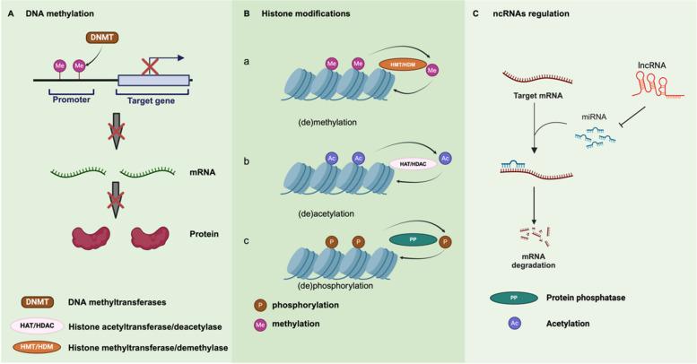 https://cdn.ncbi.nlm.nih.gov/pmc/blobs/de42/11700966/8a7fb9633b7c/43556_2024_239_Fig3_HTML.jpg