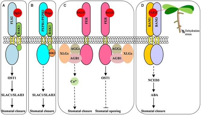 https://cdn.ncbi.nlm.nih.gov/pmc/blobs/de44/6371031/0bdce702af3c/fpls-10-00069-g001.jpg