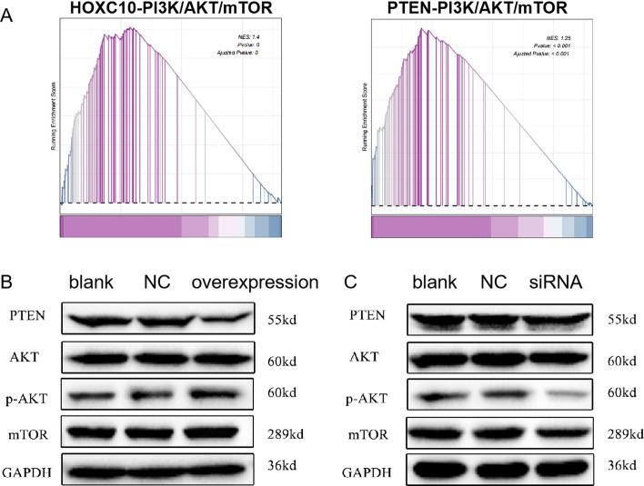 https://cdn.ncbi.nlm.nih.gov/pmc/blobs/de45/10514025/0d42082e5bde/12672_2023_786_Fig7_HTML.jpg