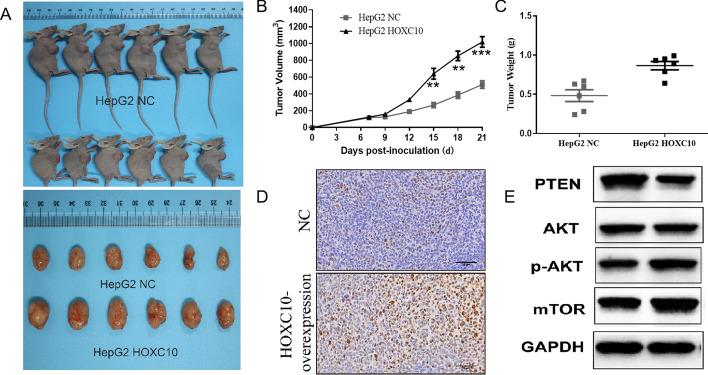 https://cdn.ncbi.nlm.nih.gov/pmc/blobs/de45/10514025/f304280578aa/12672_2023_786_Fig8_HTML.jpg