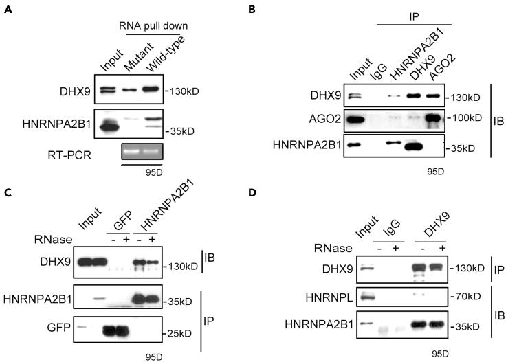 https://cdn.ncbi.nlm.nih.gov/pmc/blobs/de48/8590077/2f62aa181aad/gr5.jpg
