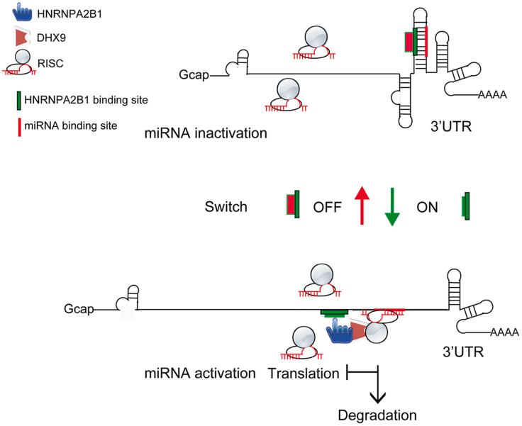 https://cdn.ncbi.nlm.nih.gov/pmc/blobs/de48/8590077/a93aa2ea61d7/gr7.jpg