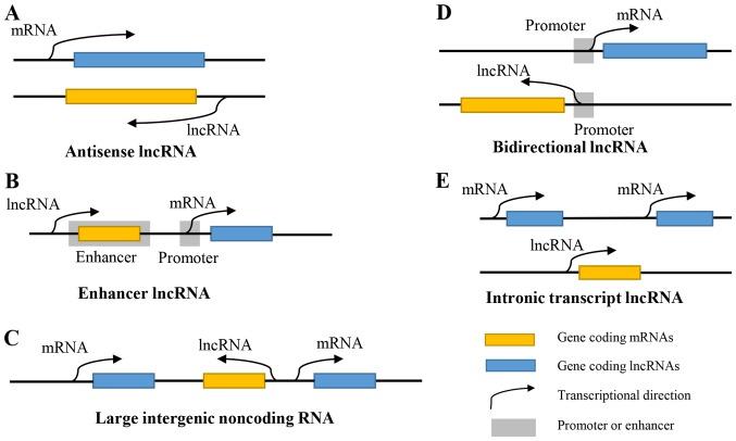 https://cdn.ncbi.nlm.nih.gov/pmc/blobs/de49/6924119/1a7cead8e759/ol-19-01-0007-g00.jpg