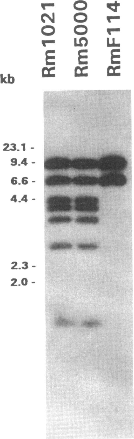 https://cdn.ncbi.nlm.nih.gov/pmc/blobs/de4a/208044/2978241a0ef6/jbacter00103-0062-a.jpg