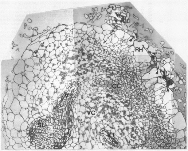 https://cdn.ncbi.nlm.nih.gov/pmc/blobs/de4a/208044/9c03eeb46441/jbacter00103-0064-a.jpg