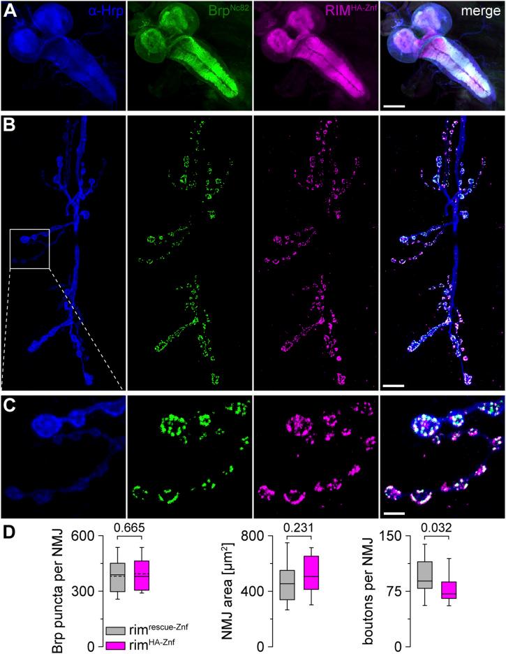 https://cdn.ncbi.nlm.nih.gov/pmc/blobs/de4d/10494931/311c381bdf65/LSA-2023-02021_Fig3.jpg