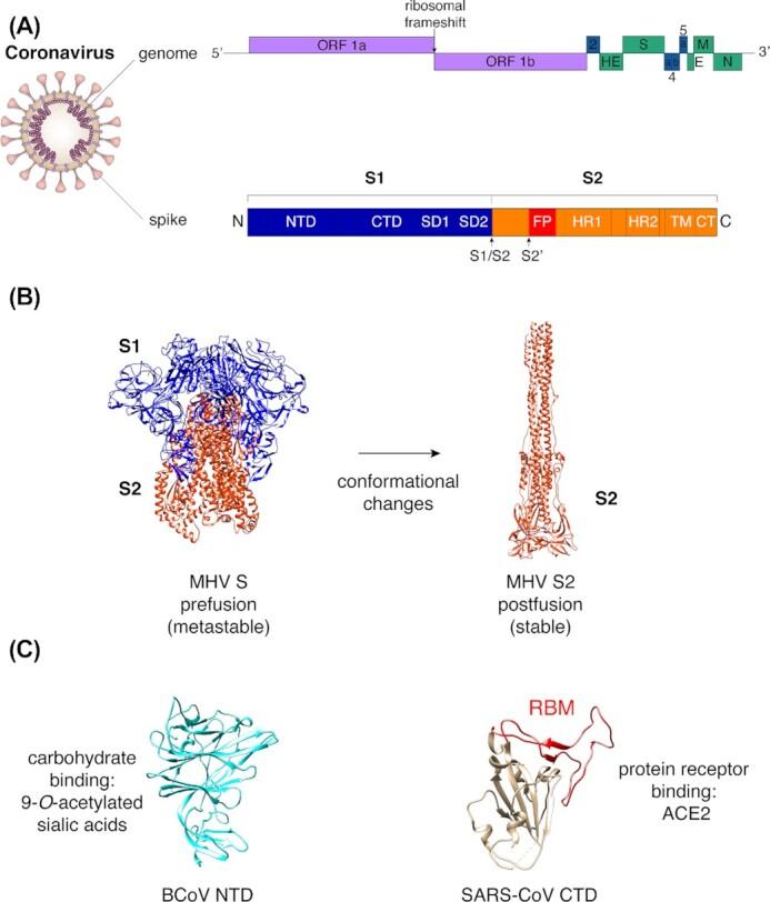 https://cdn.ncbi.nlm.nih.gov/pmc/blobs/de4d/8100004/7bd456edb6c0/fuaa057fig1.jpg