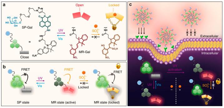 https://cdn.ncbi.nlm.nih.gov/pmc/blobs/de4e/11173890/512cf3e97883/molecules-29-02521-g013.jpg