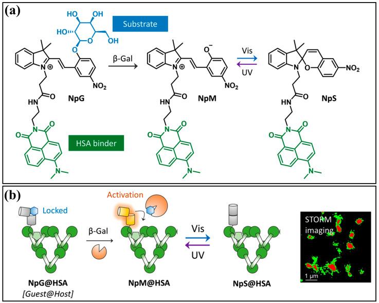https://cdn.ncbi.nlm.nih.gov/pmc/blobs/de4e/11173890/63e3f4f8c171/molecules-29-02521-g018.jpg