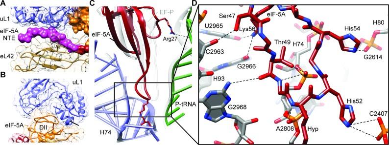 https://cdn.ncbi.nlm.nih.gov/pmc/blobs/de51/4770232/bdb16d6e82aa/gkv1517fig2.jpg