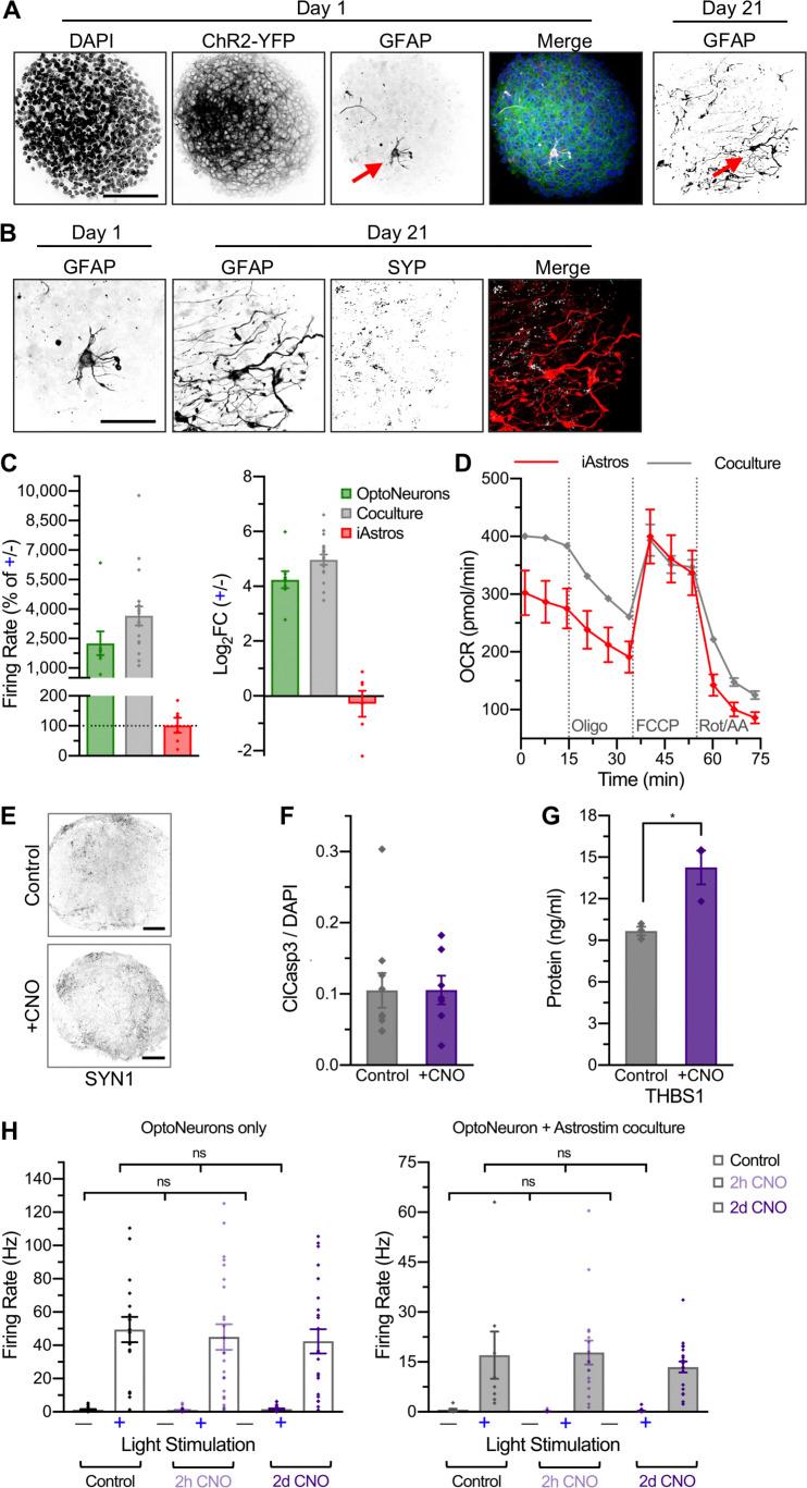 https://cdn.ncbi.nlm.nih.gov/pmc/blobs/de57/8842185/aa749086bdd7/JCB_202107135_FigS4.jpg