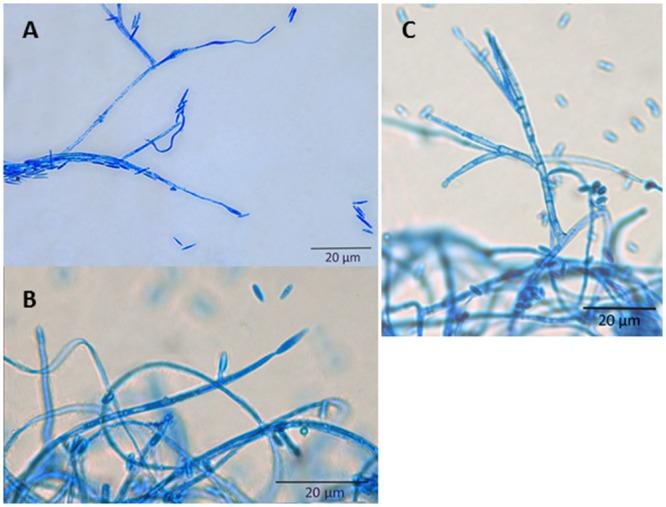 https://cdn.ncbi.nlm.nih.gov/pmc/blobs/de5d/4675855/53aad303756a/fpls-06-01066-g002.jpg