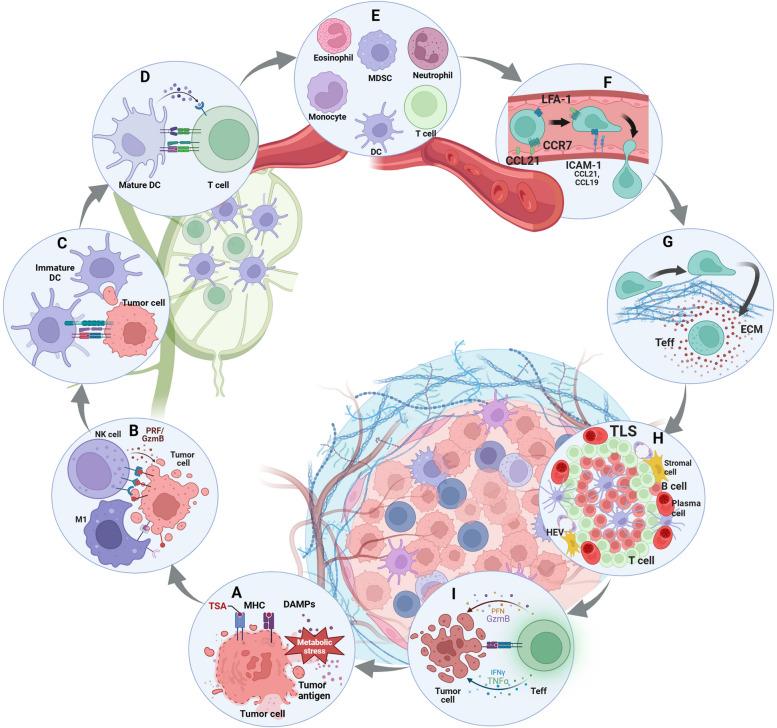 https://cdn.ncbi.nlm.nih.gov/pmc/blobs/de5e/11137916/502924caf1b5/40364_2024_599_Fig1_HTML.jpg