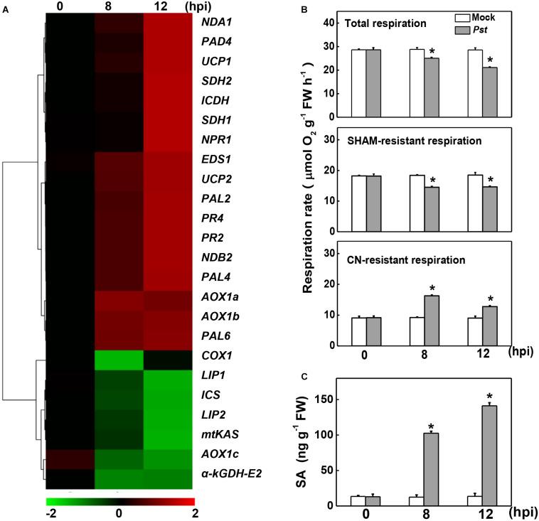 https://cdn.ncbi.nlm.nih.gov/pmc/blobs/de5f/7661389/32c3c145ceda/fpls-11-579772-g001.jpg