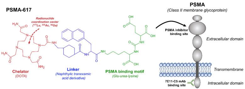 https://cdn.ncbi.nlm.nih.gov/pmc/blobs/de61/8621856/467ad07e768e/ijms-22-12095-g001.jpg