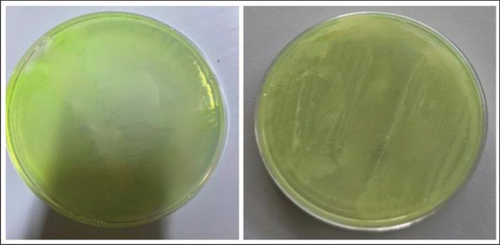 https://cdn.ncbi.nlm.nih.gov/pmc/blobs/de67/11563610/e87c814e8d52/OpenVetJ-14-2433-g002.jpg