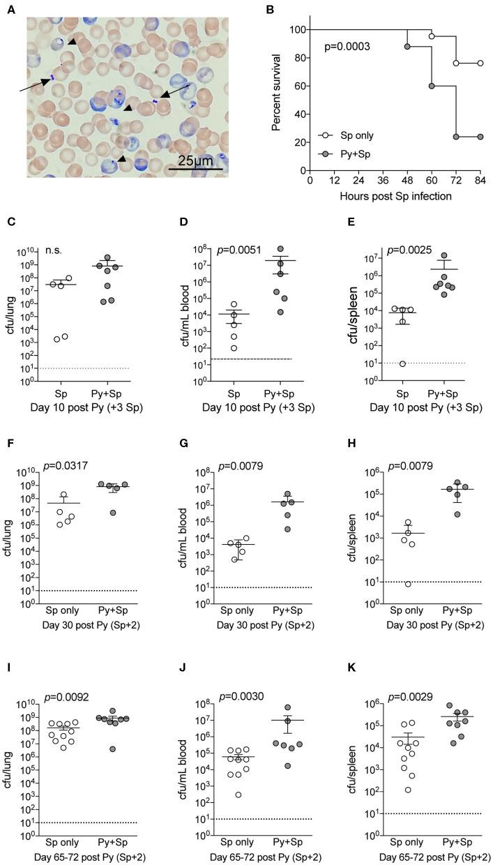 https://cdn.ncbi.nlm.nih.gov/pmc/blobs/de6b/7344233/b62a0b02806a/fcimb-10-00328-g0002.jpg