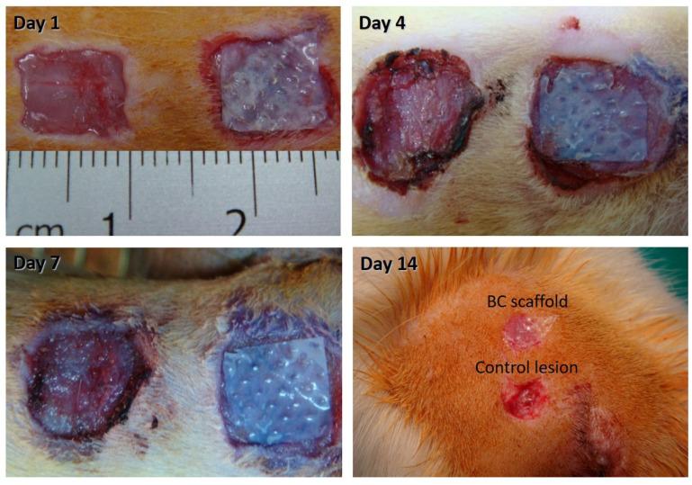 https://cdn.ncbi.nlm.nih.gov/pmc/blobs/de6b/8540158/bff9e7afe0d3/pharmaceutics-13-01592-g004.jpg