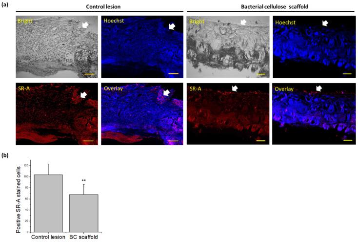 https://cdn.ncbi.nlm.nih.gov/pmc/blobs/de6b/8540158/e0d6b33444d9/pharmaceutics-13-01592-g006.jpg