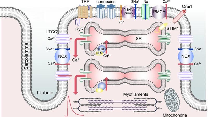 https://cdn.ncbi.nlm.nih.gov/pmc/blobs/de6d/7004450/19b841e808ea/res-126-395-g001.jpg