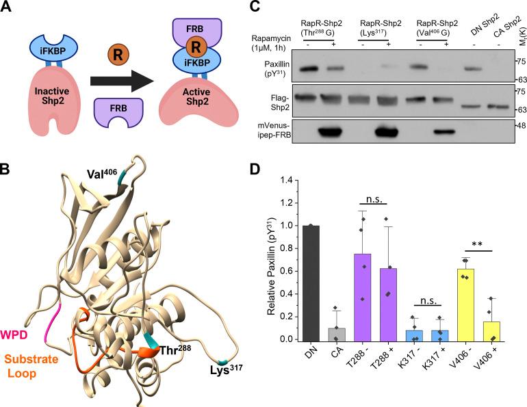 https://cdn.ncbi.nlm.nih.gov/pmc/blobs/de70/9284425/4b11426d6c49/JCB_202111066_Fig1.jpg
