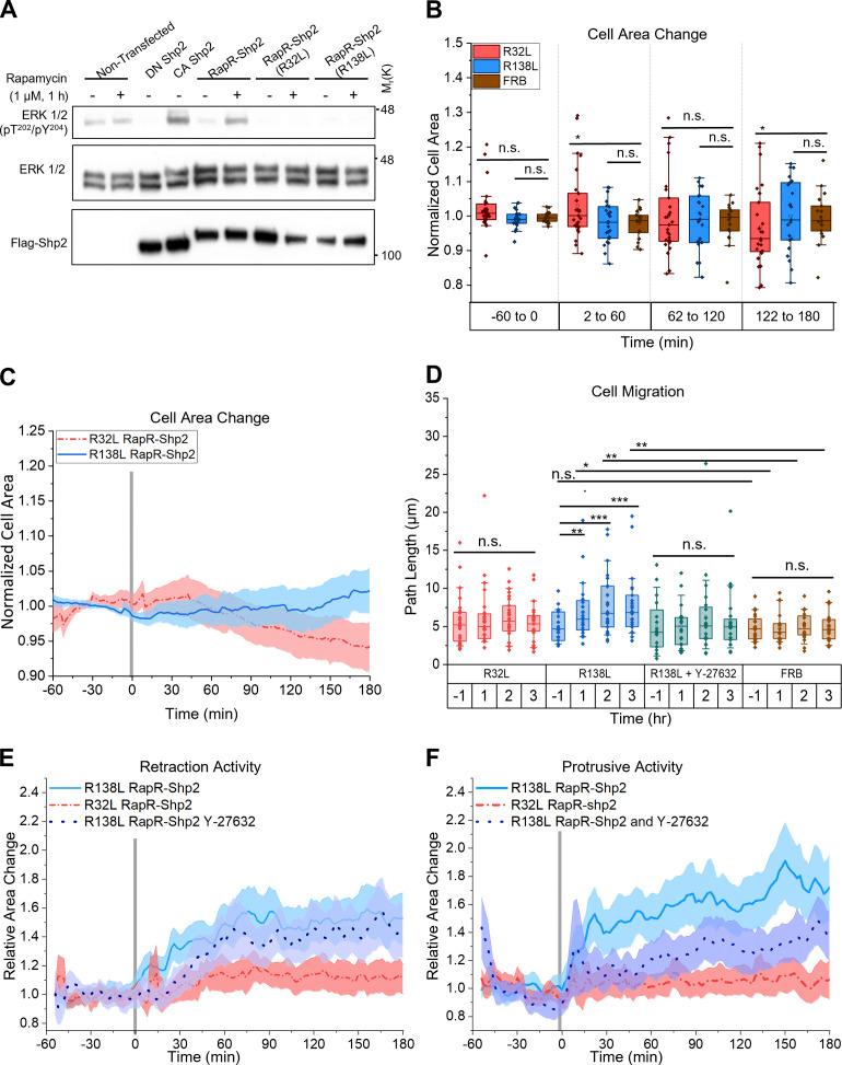 https://cdn.ncbi.nlm.nih.gov/pmc/blobs/de70/9284425/53f11add48a1/JCB_202111066_Fig7.jpg