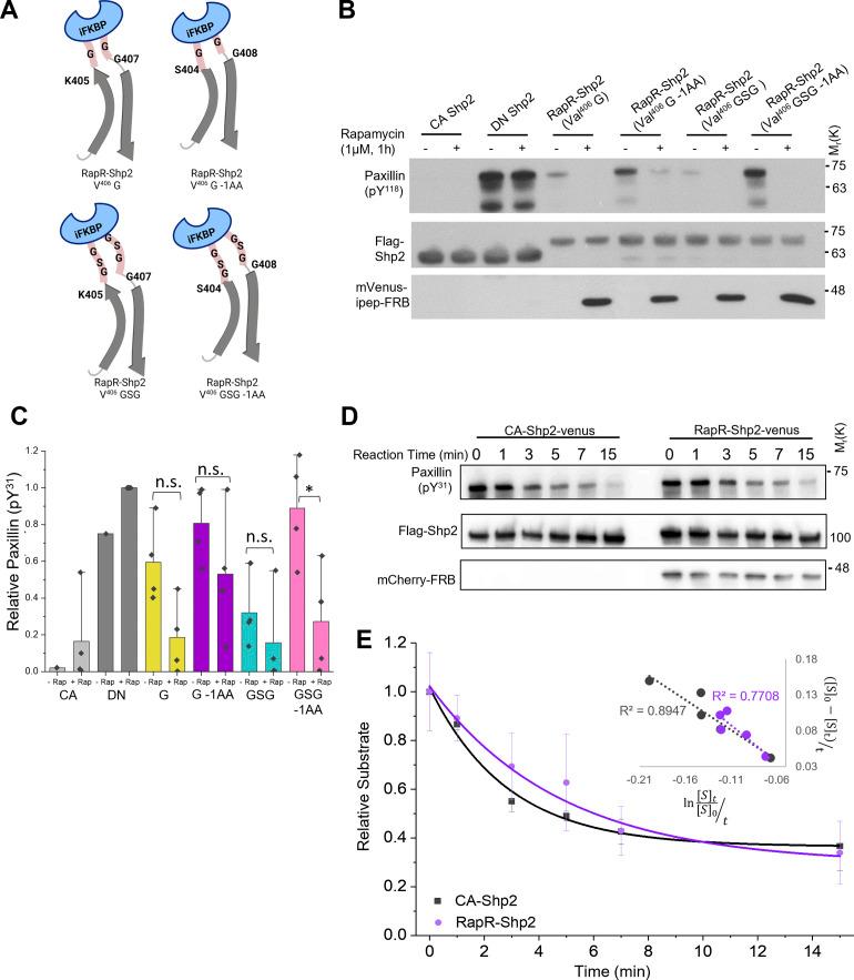https://cdn.ncbi.nlm.nih.gov/pmc/blobs/de70/9284425/64b194990a08/JCB_202111066_Fig2.jpg