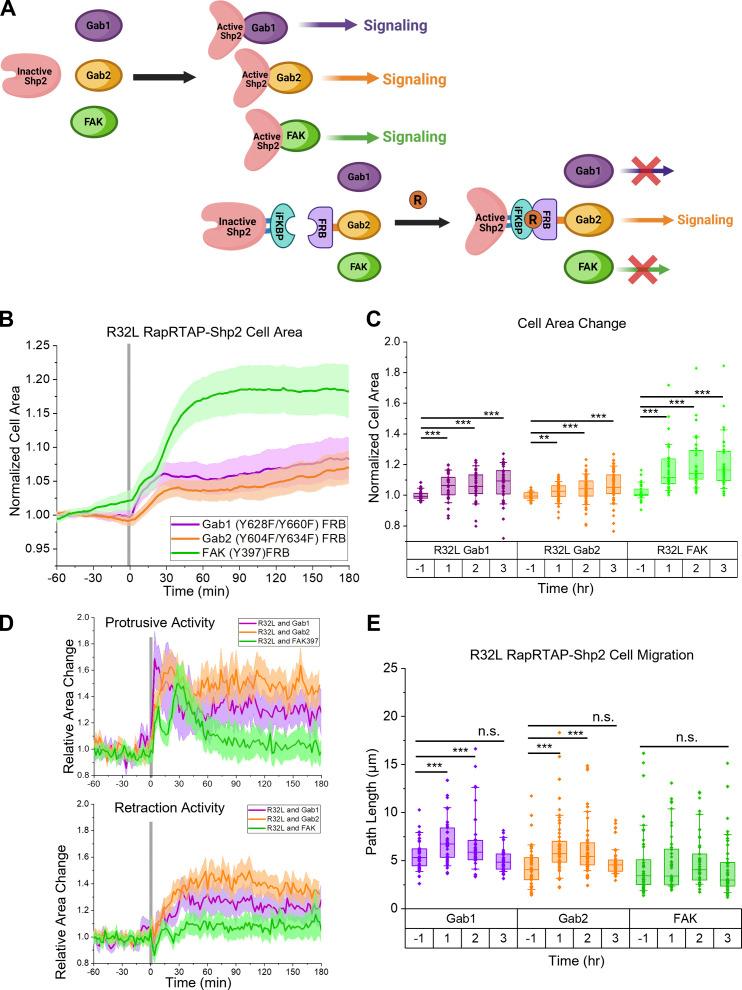 https://cdn.ncbi.nlm.nih.gov/pmc/blobs/de70/9284425/a3b3fa22752a/JCB_202111066_Fig8.jpg