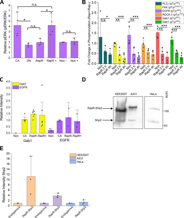 https://cdn.ncbi.nlm.nih.gov/pmc/blobs/de70/9284425/acc46cf9ef9e/JCB_202111066_FigS1.jpg