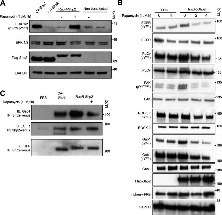 https://cdn.ncbi.nlm.nih.gov/pmc/blobs/de70/9284425/b0d4c13f1787/JCB_202111066_Fig4.jpg