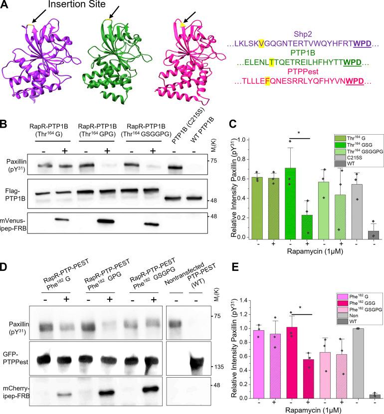 https://cdn.ncbi.nlm.nih.gov/pmc/blobs/de70/9284425/b24154894504/JCB_202111066_Fig10.jpg