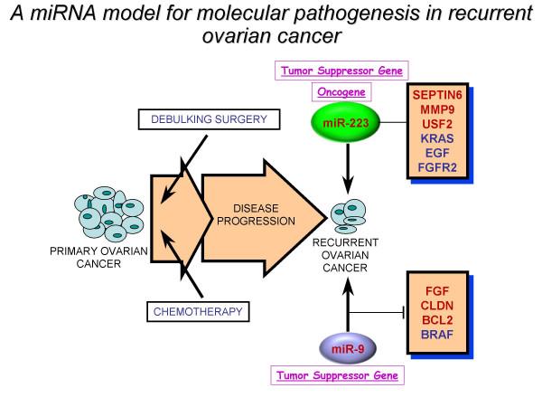 https://cdn.ncbi.nlm.nih.gov/pmc/blobs/de71/2383925/d32dcbe57c67/1476-4598-7-35-9.jpg