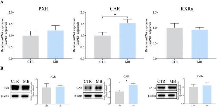 https://cdn.ncbi.nlm.nih.gov/pmc/blobs/de74/11496122/7cb8f1864f51/fphar-15-1460948-g006.jpg
