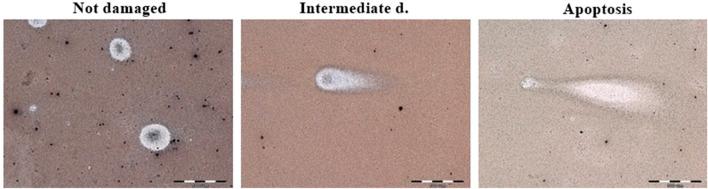 https://cdn.ncbi.nlm.nih.gov/pmc/blobs/de75/11701009/680e41d83b34/fcell-12-1476007-g004.jpg