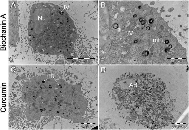 https://cdn.ncbi.nlm.nih.gov/pmc/blobs/de75/11701009/69fec51e0dd5/fcell-12-1476007-g012.jpg