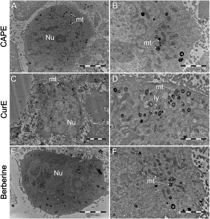 https://cdn.ncbi.nlm.nih.gov/pmc/blobs/de75/11701009/82377296d04b/fcell-12-1476007-g011.jpg