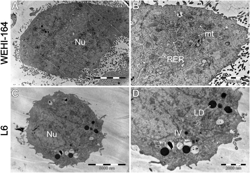 https://cdn.ncbi.nlm.nih.gov/pmc/blobs/de75/11701009/9b82c4f30eb0/fcell-12-1476007-g008.jpg