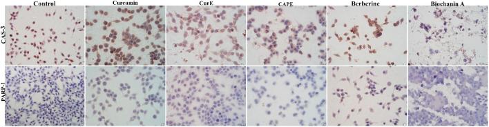 https://cdn.ncbi.nlm.nih.gov/pmc/blobs/de75/11701009/c8114f81c21e/fcell-12-1476007-g006.jpg