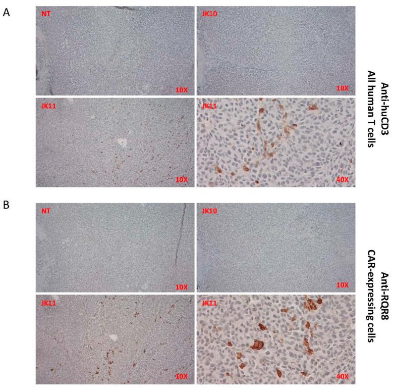https://cdn.ncbi.nlm.nih.gov/pmc/blobs/de7e/10778617/4e9027fda97e/ijms-25-00586-g007.jpg