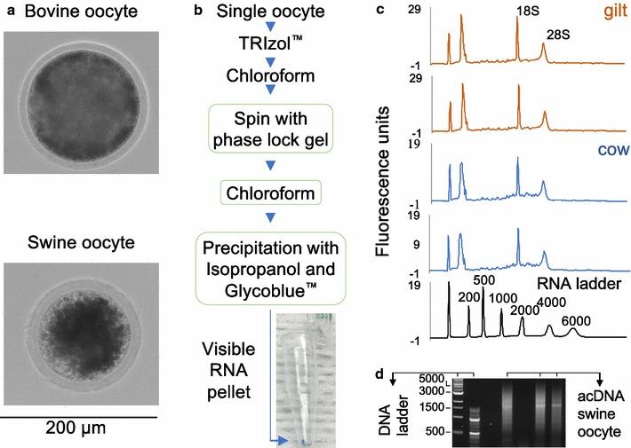 https://cdn.ncbi.nlm.nih.gov/pmc/blobs/de7f/5828076/b16c4346490d/13104_2018_3264_Fig1_HTML.jpg