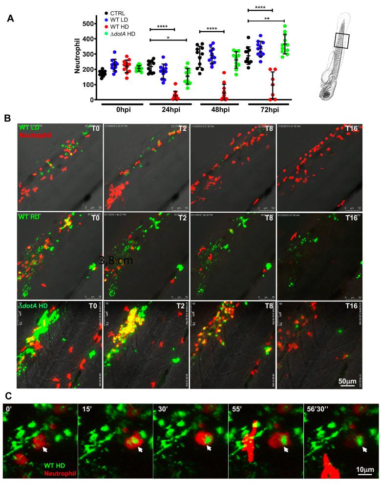 https://cdn.ncbi.nlm.nih.gov/pmc/blobs/de80/10194968/7e0327e35c52/ppat.1011375.g005.jpg