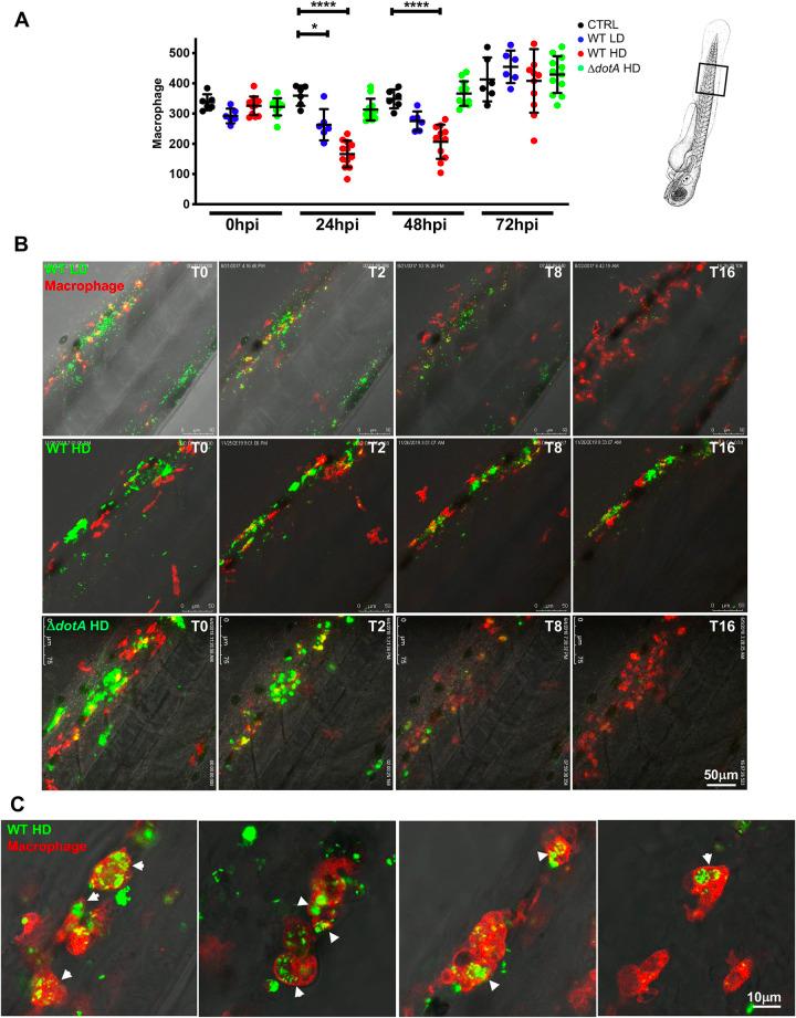 https://cdn.ncbi.nlm.nih.gov/pmc/blobs/de80/10194968/9457676fd566/ppat.1011375.g004.jpg