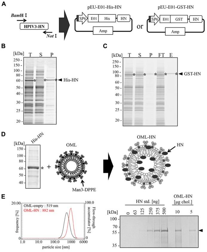 https://cdn.ncbi.nlm.nih.gov/pmc/blobs/de82/3840497/44d7adc7da74/fmicb-04-00346-g001.jpg