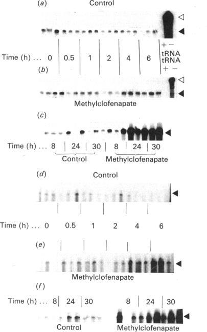 https://cdn.ncbi.nlm.nih.gov/pmc/blobs/de89/1150039/6990c2fa5f26/biochemj00162-0242-b.jpg